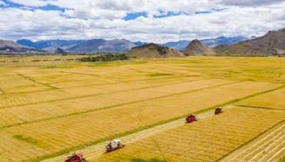 各地抢抓农时确保颗粒归仓 全国秋粮已收获9.31亿亩