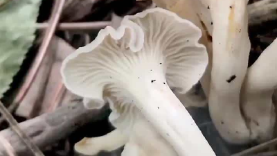 对新物种玩梗该受指责吗？