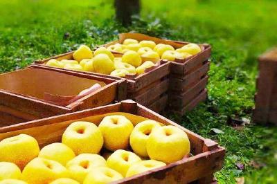 冬季酥梨幼树咋修剪？