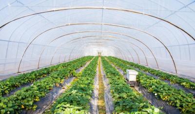 冬季大棚草莓增加光照有方法 