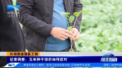共同缔造强县工程 | 记者调查：玉米种子涨价如何应对