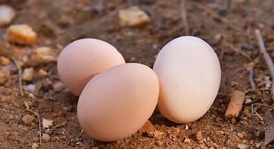 如何“看蛋诊病”？这里有方法 