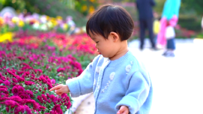 “沉浸式”赏菊！10万余盆菊花等你打卡