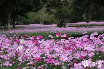 武汉植物园：赏花赏叶赏果 秋天的美好不容错过