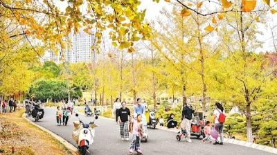 藏龙岛国家湿地公园银杏满目金黄