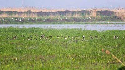 45个湿地同步 湖北启动秋季迁徙水鸟调查