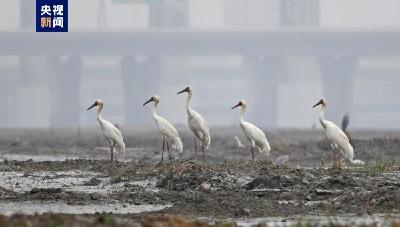 全球极危物种白鹤现身福建，数量刷新纪录