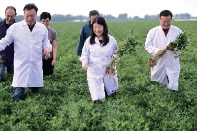 种出绿色“长生果” ——沈阳农业大学突破辽宁花生稳产丰产的技术瓶颈