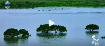 每一帧都是壁纸！1分钟看遍中国湿地绝美四季