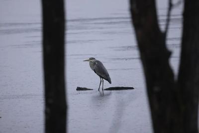 大九湖湿地首次发现斑头雁
