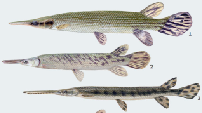 鳄雀鳝会泛滥成灾吗？中科院专家起底