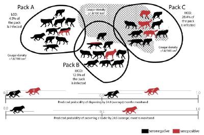 国际最新研究：感染寄生虫的狼更可能成为狼群首领