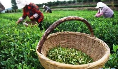 “中国茶”申遗成功！一杯茶带来的好处，实在太多了！