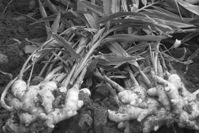 “姜”发芽可别扔，埋在土里，3个月长出“鲜姜”，一冬季不用买！