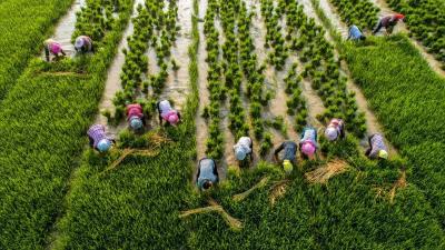 《科学》公布2022年度十大突破：中国多年生水稻的开发入选