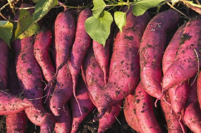 预防低温冻害 做好甘薯贮藏