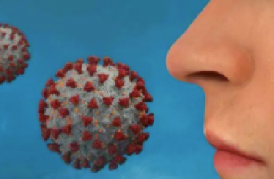 新冠导致嗅觉丧失关键原因找到：与嗅觉神经细胞持续受到免疫攻击有关