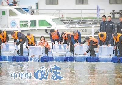 中华鲟等珍稀鱼类放流长江 6年未见自然繁殖，专家建议加强幼鱼栖息地保护