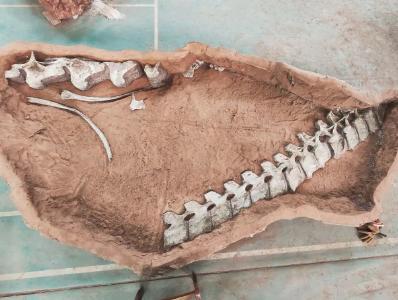 全球罕见，距今9000余万年