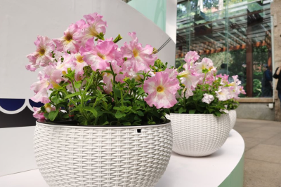 从零学起，4个养花基础知识