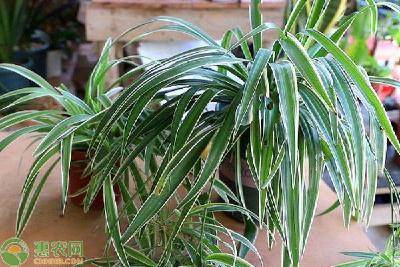 吊兰抽藤过长怎么处理？