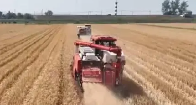 全国小麦陆续进入集中收获期 各地力保夏粮颗粒归仓