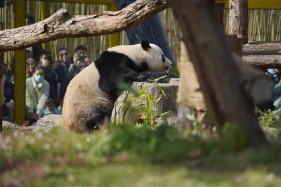 武汉动物园年票今日开售！