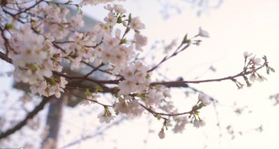 东湖樱花园拍了拍春天说，快来打卡
