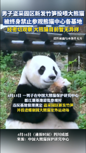 男子盗采园区新发竹笋投喂大熊猫，被终身禁止参观熊猫中心各基地