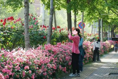 蔷薇、月季已上线！武汉，一路繁花！