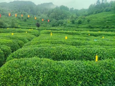合力打造省域茶产业公用品牌 春天里，共沏一盏“楚天好茶”