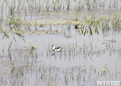 罕见！“世界上最小的鸭子”现身鄂州