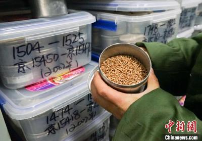 全球唯一农作物种质资源复份库共存种质近46万份