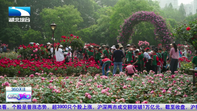 武汉和平公园第十六届月季节开幕