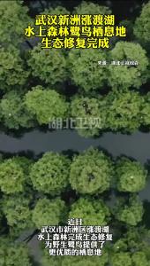 武汉新洲涨渡湖，水上森林鹭鸟栖息地生态修复完成