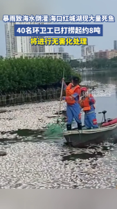 暴雨致海水倒灌，海口红城湖现大量死鱼，已打捞约8吨