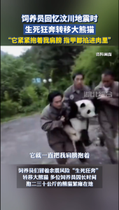 饲养员回忆汶川地震时“生死狂奔”转移大熊猫：它紧紧抱着我肩膀，指甲都掐进肉里