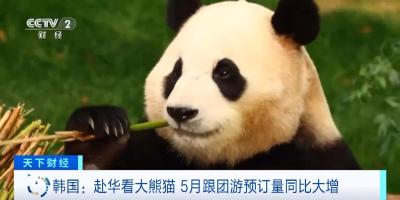 来中国看大熊猫！韩国赴华游持续火热
