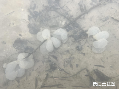 历时半年，湖北长阳监测到国家一级保护动物中国小鲵孵化全过程