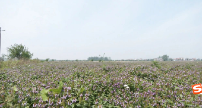 荆州江陵：花香四溢遍全域 “夏枯”种植促增收