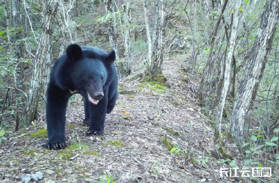 憨态可掬！湖北竹山堵河源保护区抓拍到“回家”的黑熊