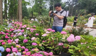 美爆了！武汉植物园5000株绣球“盛装”迎客