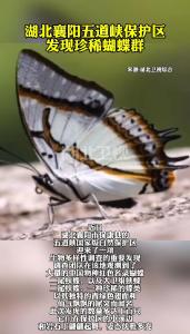 湖北襄阳五道峡保护区发现珍稀蝴蝶群