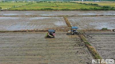 湖北宜城：早稻插秧提速 工厂化育秧技术引领农业现代化