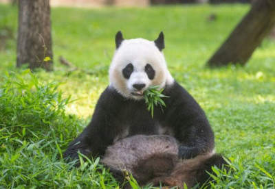 中国大熊猫保护研究中心：熊猫“美香”一家遭藏匿虐待系谣言