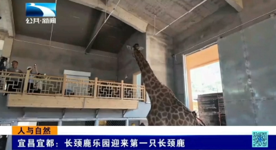 宜昌宜都：长颈鹿乐园迎来第一只长颈鹿