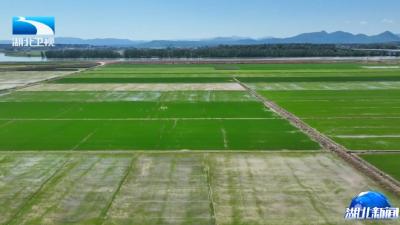 2024年7月8日湖北新闻