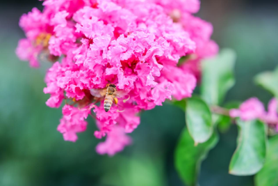 湖北南漳：紫薇花开引蜂来