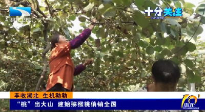 丰收湖北 生机勃勃 | “桃”出大山 建始猕猴桃俏销全国