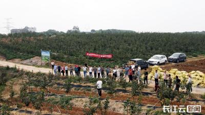 襄阳宜城：优化林果种植结构 拓宽群众致富路